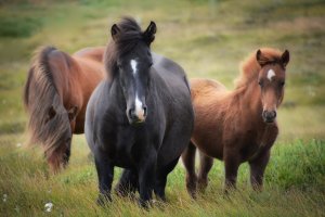 soin énergétique communication animale chevaux cheval